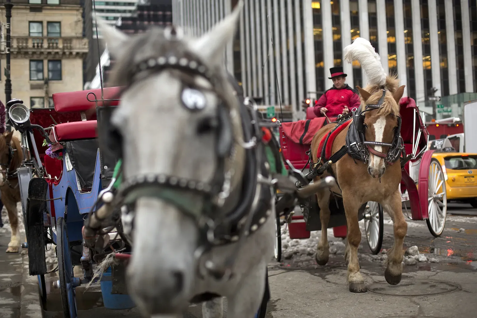 Nova York pode banir as tradicionais carruagens de cavalo perto do Central Park