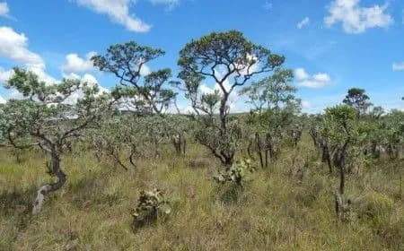 Cerrado perde 13,9 milhões de hectares de vegetação nativa às margens de rios