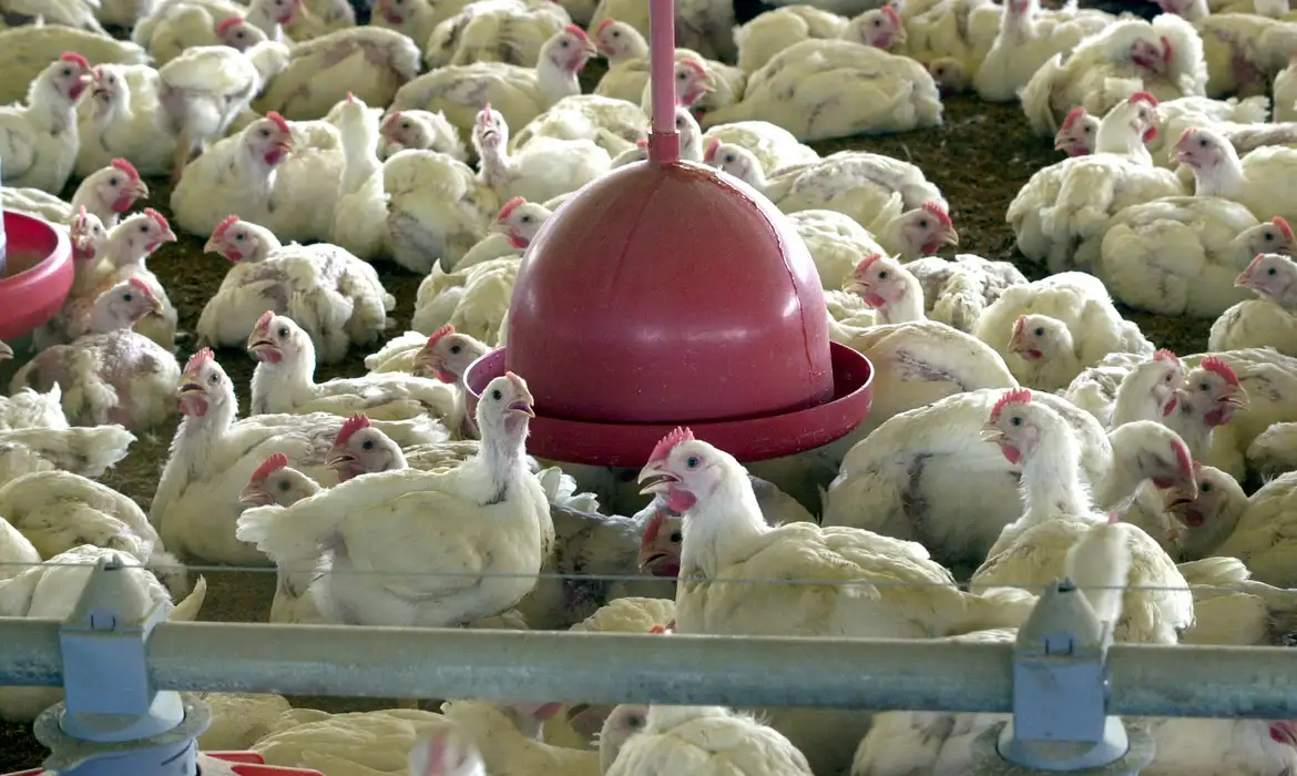 União Europeia aprova sistema de produção de frango e mel do Brasil para exportação